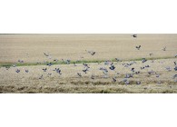 Les pigeons ramiers peuvent faire beaucoup de dégâts sur les champs
