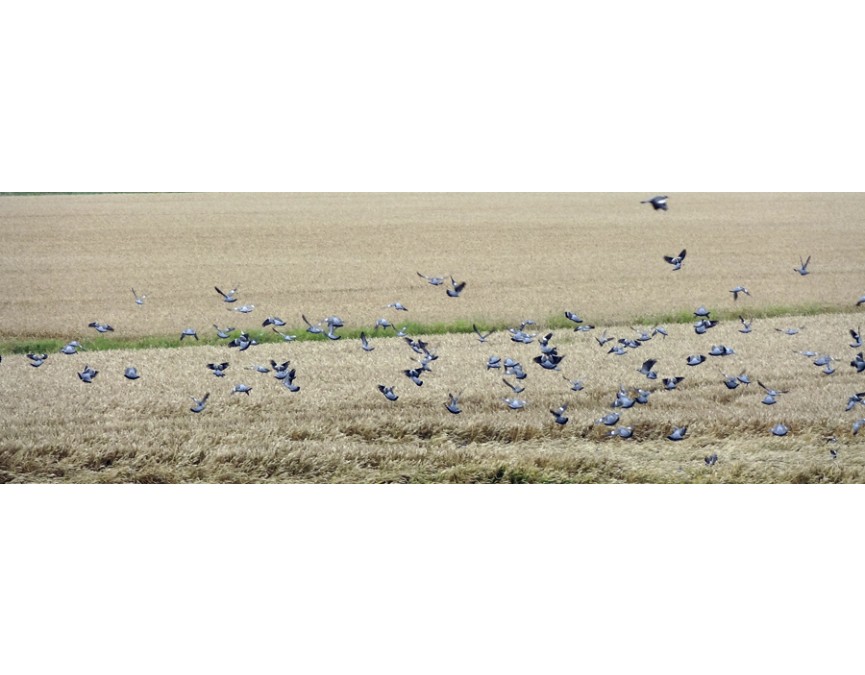 Les pigeons ramiers peuvent faire beaucoup de dégâts sur les champs