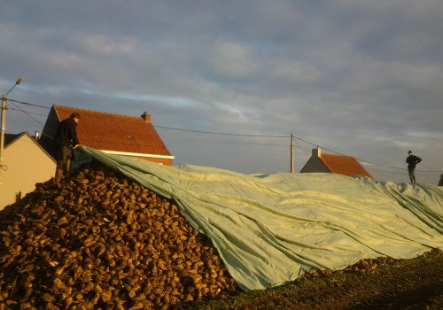 Toptex voor voederbieten