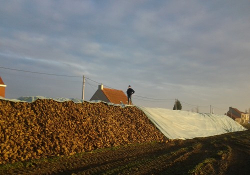 Toptex voor suikerbieten