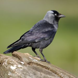 Larsenkooi 3 compartimenten