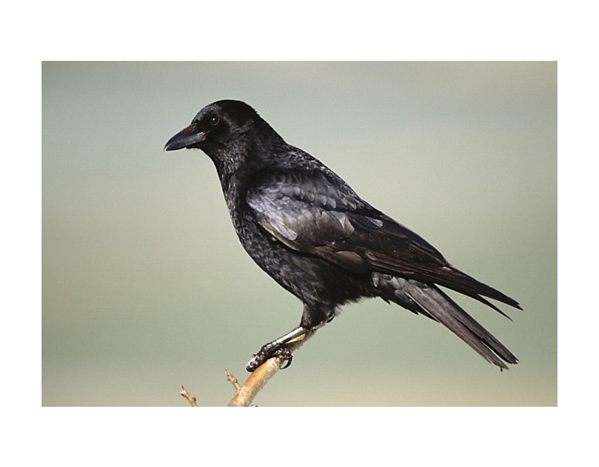 Corbeau noir avec bec pointu pour endommager les plastiques d'ensilage