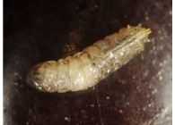 Suzukivlieg larve