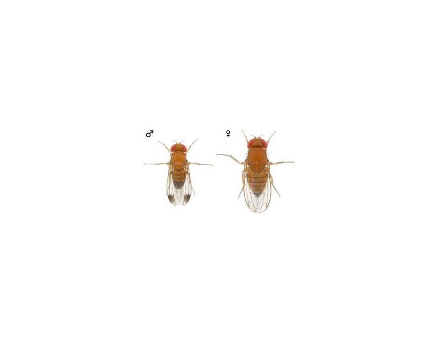 Suzukivlieg mannetje en vrouwtje