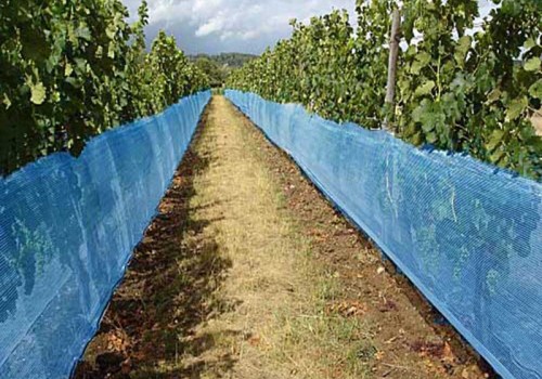 Wespen / vogel wijnbouwnet