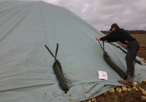 Tissubel voor voederbieten