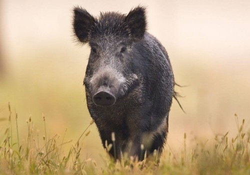 WildTrac effaroucheur Grand Gibier  oiseaux