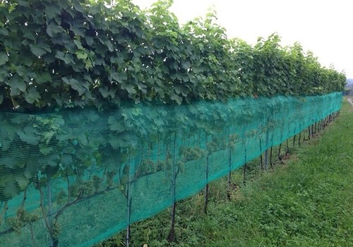 Wespen / vogel wijnbouwnet Groen