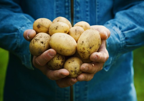 Tissubel voor aardappelen 