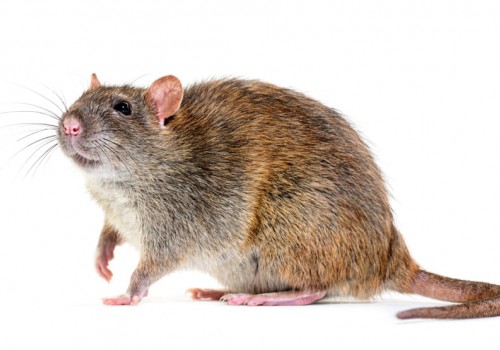 Elektrische rattenval