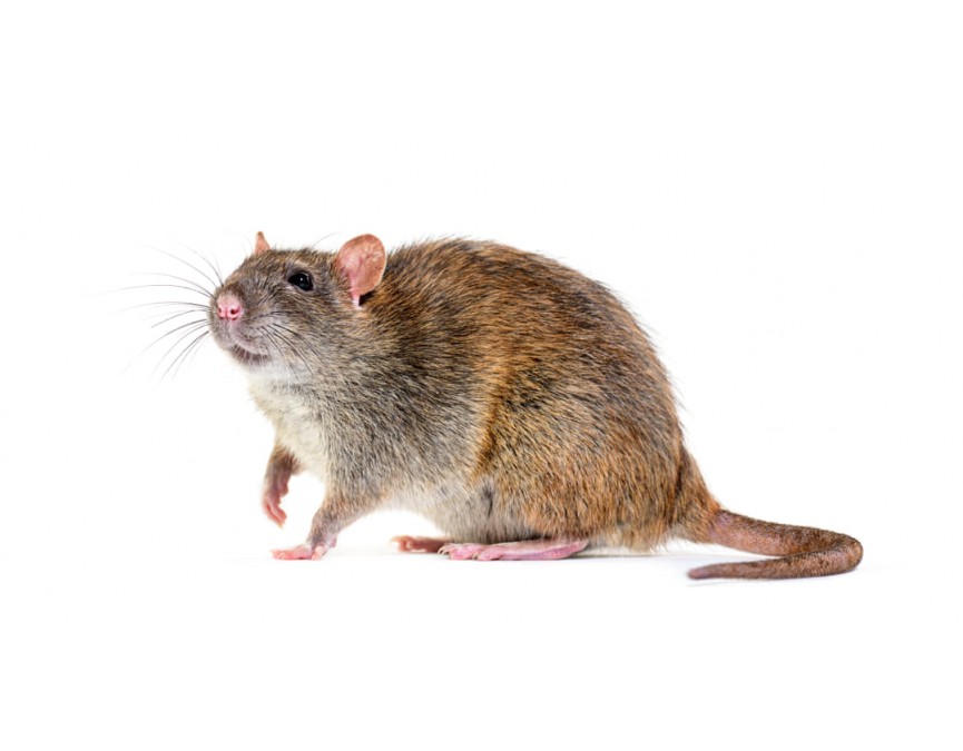 bruine-rat-1