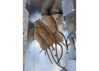 Detruirat-Capture-de-plusieurs-rats-souris-en-une-nuit-Piege-Maxi-prises-DetruiRAT