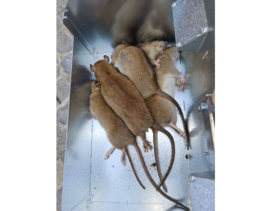 Detruirat-Capture-de-plusieurs-rats-souris-en-une-nuit-Piege-Maxi-prises-DetruiRAT