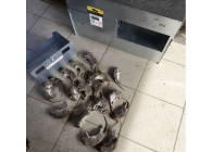 Detruirat-Capture-ratmaxi-prise