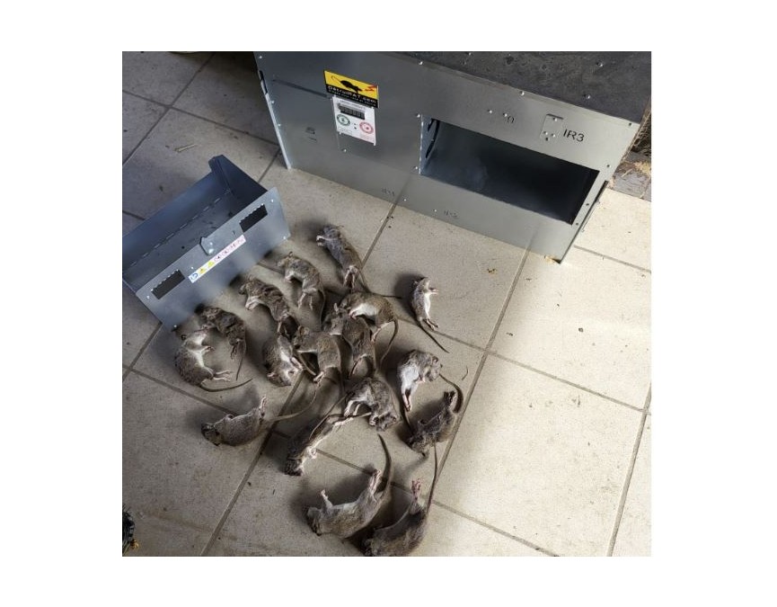 Detruirat-Capture-ratmaxi-prise