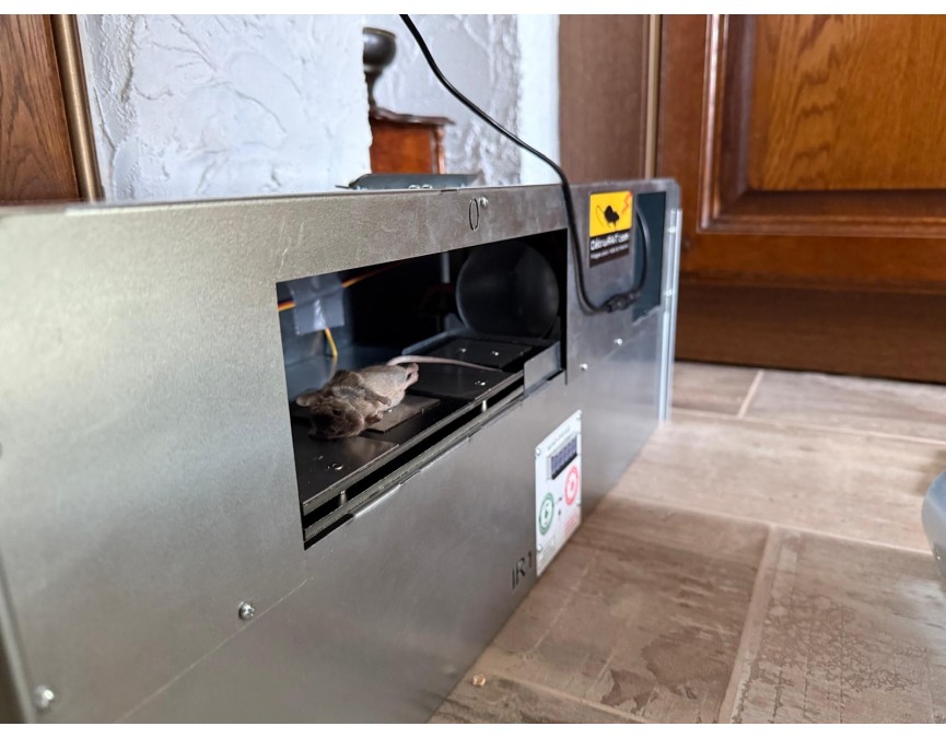 Detruirat-Souris-capturee-dans-un-piege-Mini-prise-DetruiRAT